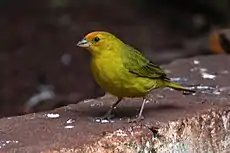 Macho sicalis flaveola pelzelni en Iguazú, Misiones, Argentina.