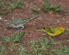 Pareja de sicalis flaveola pelzelni en Iguazú, Misiones, Argentina.