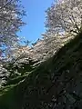Cerezos en flor en el Castillo de Ozu