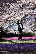 Sakura (Árbol de cerezo)