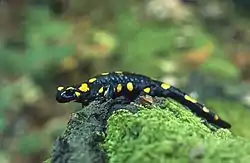 A yellow-spotted fire salamander