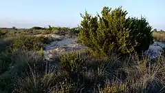 Sabina de las dunas (Juniperus turbinata) en peligro de extinción.