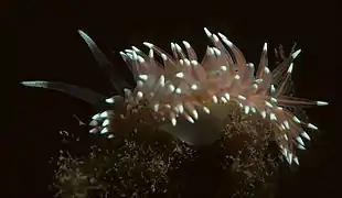 Flabellina salmonacea