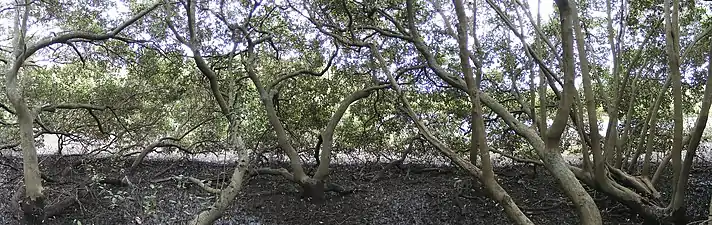 Dentro de una copa de manglar,  (en Salt Pan Creek), Nueva Gales del Sur.