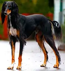 Saluki(Irán)