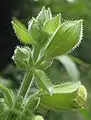 Pelos glandulares de Salvia glutinosa