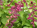 Cabeza floral de Salvia splendens 'Paul'