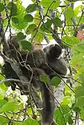 Eulemur sanfordi.