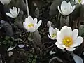 Sanguinaria (Sanguinaria canadensis)