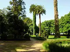 Araucaria (izquierda) y dos palmeras en el Paseo da Ferradura.