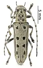 Saperda alberti