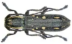 Saperda quercus