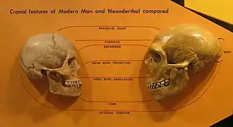 Comparación de los cráneos del Homo neanderthalensis y el Homo sapiens.