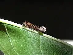 Eclosión, con el huevo todavía adherido, en una hoja de almendro