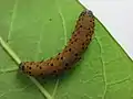 Larva, último estadio