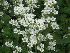 Saxifraga aquatica.