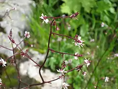 Saxifraga odontoloma