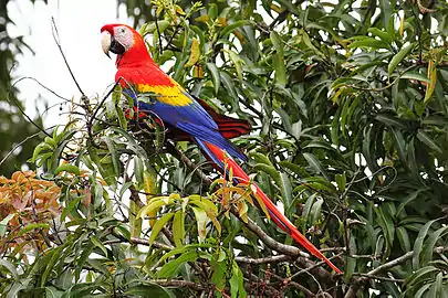 Parque Nacional CararaConserva la cuenca del río Grande de Tárcoles. Posee el último remanente de bosque transicional en el país, donde entran en contacto el bosque seco de la región mesoamericana y el bosque húmedo tropical característico del Pacífico sur. Este parque protege una de las mayores poblaciones remanentes de guacamaya roja en el país, y es también hogar del cocodrilo americano, cuyos grupos son fácilmente observables desde plena carretera en el puente que cruza sobre el río Tárcoles.