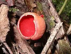 La copa del hongo Sarcoscypha austriaca