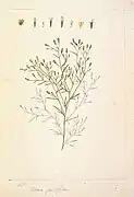 Ilustración botánica de Schkuhria pinnata.