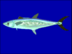 Scomberomorus lineolatuscarite rayado