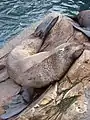Lobo marino de dos pelos (Arctocephalus australis)