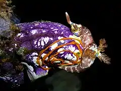 Nudibranquio (Nembrotha lineolata) realizando una puesta de huevos espiral sobre P. aurata