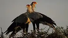 Una pareja de Sercetarybirds sobre las ramas en lo alto de un árbol