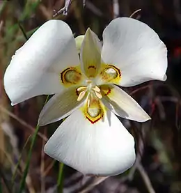 Guías de néctar en Calochortus (Liliaceae).