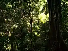 Selva LacandonaClima tropical de selva (Af)