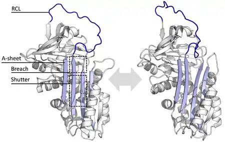 Diagram of serpin states