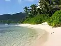 Scaevola taccada en las costas de Seychelles.