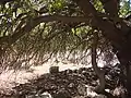 Shade tree in the Adullam ruin