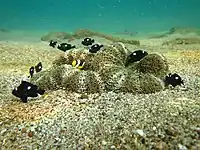 D. trimaculatus y Amphiprion sebae en Stichodactyla haddoni.