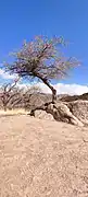 Característico árbol en la cima del Cerro Ceremonial de la Luna