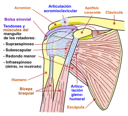 Diagrama de la articulación del hombro humano, vista frontal