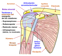 Diagrama de la articulación del hombro, vista frontal.