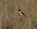 Macho en el Parque Nacional Keoladeo, Bharatpur, Rajastán, India.