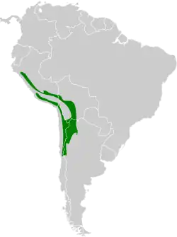 Distribución geográfica del chirigüe oliváceo.