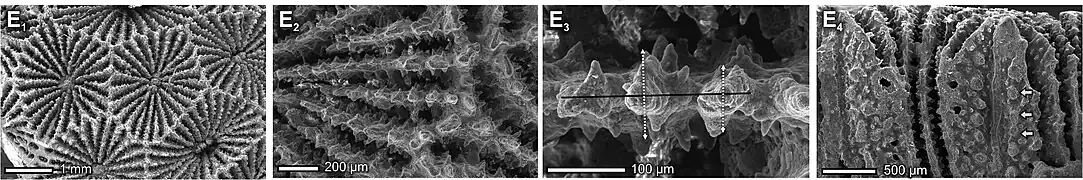 Disposición de los coralitos y estructura de los septos de Siderastrea savignyana