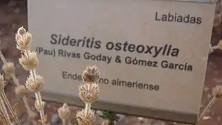 Un endemismo de Almería Sideritis osteoxylla, en el jardín botánico.