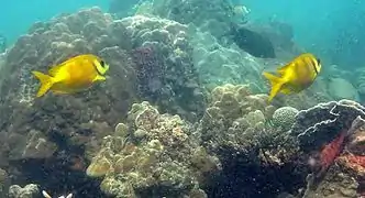 Pareja de S. corallinus en Koh Phangan, Tailandia