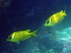 Pareja de S. corallinus en Koh Phangan, Tailandia