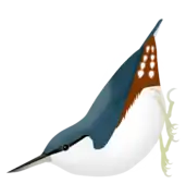 Trepador siberiano (S. arctica)
