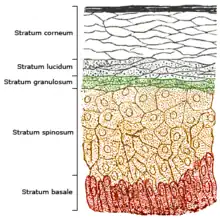 Sección de epidermis