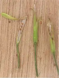Silicuas de Rorippa microphylla al momento de la dehiscencia.