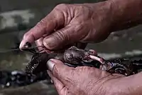 Preparación previa a la cocción