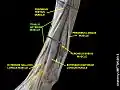 Músculo tibial anterior.