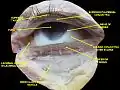 Estructuras de la porción anterior del ojo incluyendo el limbo esclerocorneal.