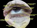 Extrinsic Músculo de ojo. Nervios de orbita. Disección profunda